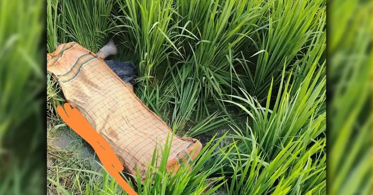 উদ্ধারকৃত মরদেহের ছবি